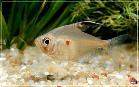 Mexican Blind Cave Tetra Care: Comple.